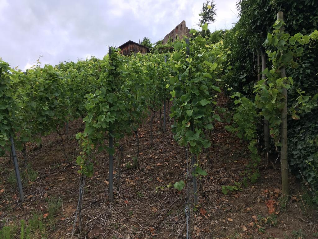 Gasthaus Zum Hirschen Staufen im Breisgau Zewnętrze zdjęcie